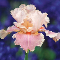 Entitled Bearded Iris Seeds