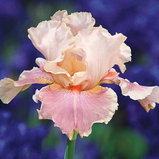 Entitled Bearded Iris Seeds