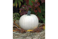 Moonshine – Pumpkin Seed