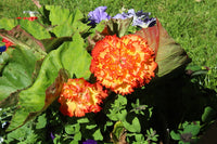 Prima Donna Begonia Orange