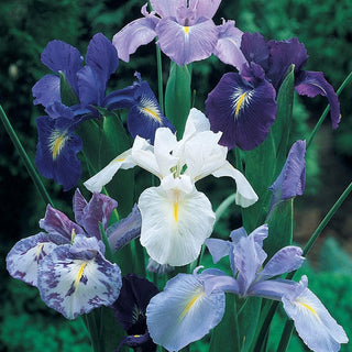 Cool Shades Dutch Iris Mixture Seeds