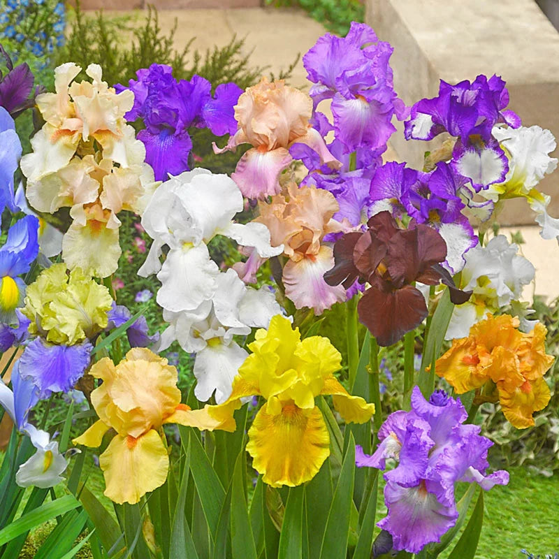 Reblooming Tall Bearded Iris Mixture Seeds