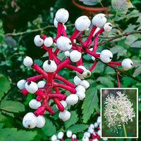 Misty Blue White Doll's Eyes