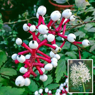 Misty Blue White Doll's Eyes