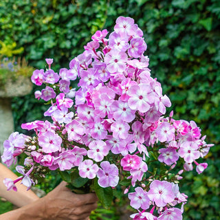 Hercules Phlox Tree