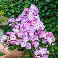Hercules Phlox Tree