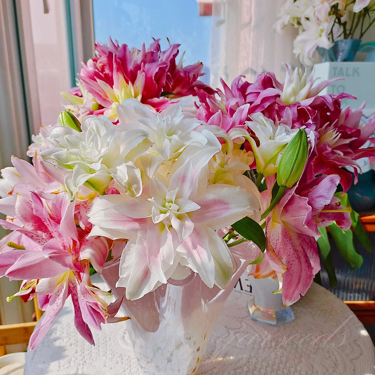 Double-Petaled Lily Bulbs