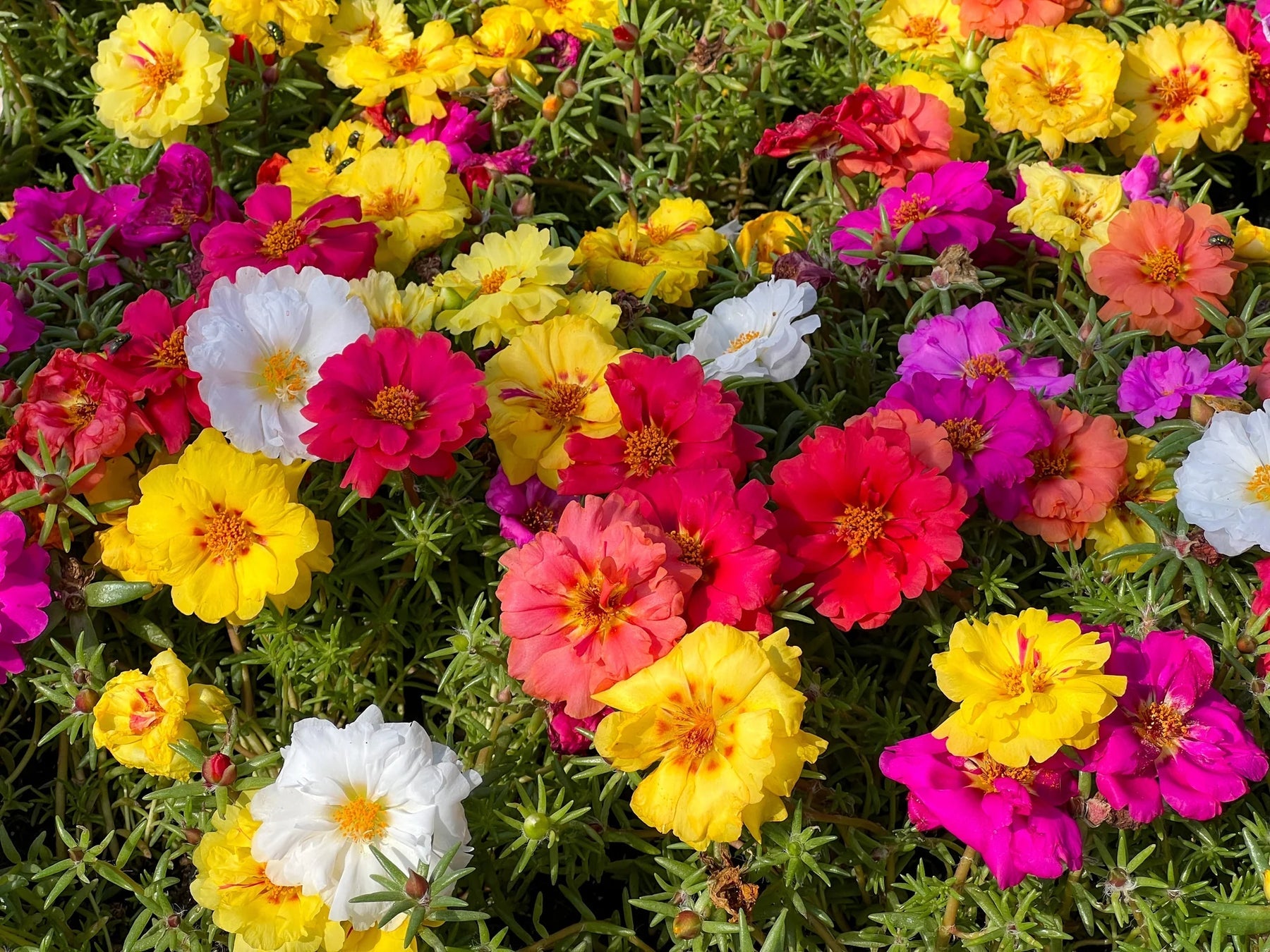 Portulaca Moss Rose Seeds for Planting – Heirloom, Non-GMO Flower Seeds for Gardens - Moss for planting in home garden