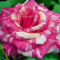 White & Pink Rose Mix Heirloom Non-GMO Seeds for Planting