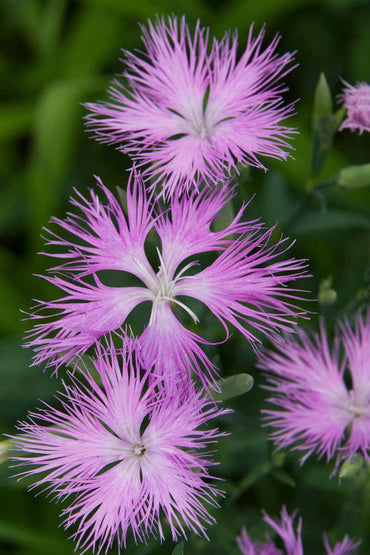 Heirloom Non-GMO Dianthus Superbus Flower Seeds for Fragrant Garden Blooms and Delicate Displays