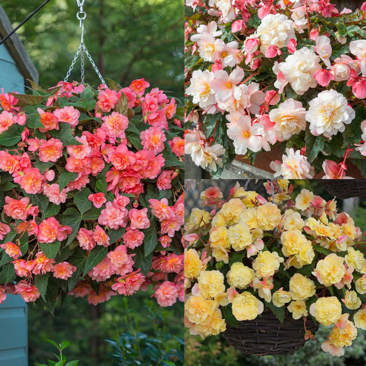 Hanging Basket Begonia Collection