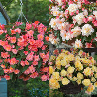 Hanging Basket Begonia Collection