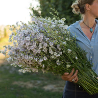 Fancy Smokey Eyes – Larkspur Seed