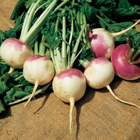 Purple Top White Globe Organic Turnip Seed