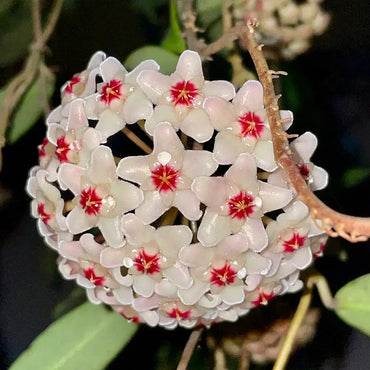 Hoya Blooming Flower Seeds