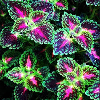 Coleus Rainbow Dragon Seeds