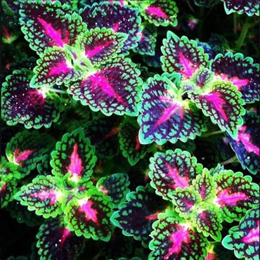 Coleus Rainbow Dragon Seeds