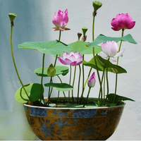 Premium Bonsai Lotus Flower Seeds