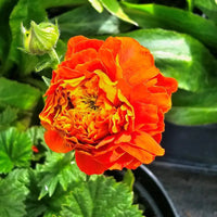 Orange Pumpkin Geum