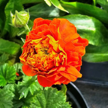 Orange Pumpkin Geum