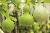 White Bottle Gourd Lagenaria siceraria seeds for garden planting