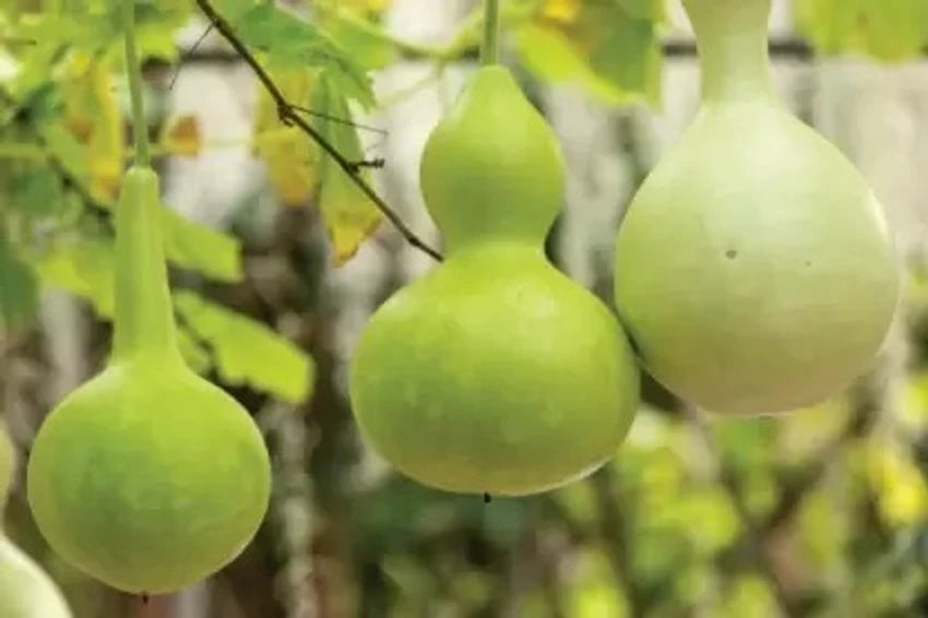 White Bottle Gourd Lagenaria siceraria seeds for garden planting