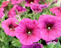 Petunia- Rose of Heaven