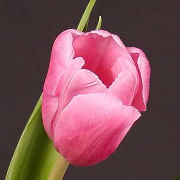 Tulip Alibi Pink Bulbs