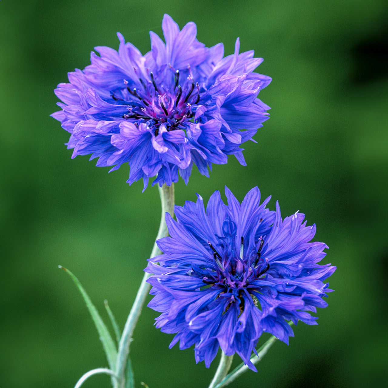 Cornflower- Blue Boy