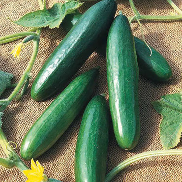 Diva – Cucumber Seed