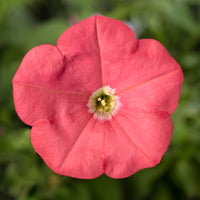 Petunia- Coral Salmon