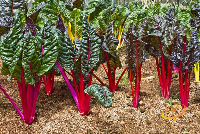 Magenta Sunset – Swiss Chard Seed