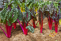 Magenta Sunset – Swiss Chard Seed