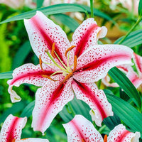 Dizzy Oriental Lily Seeds