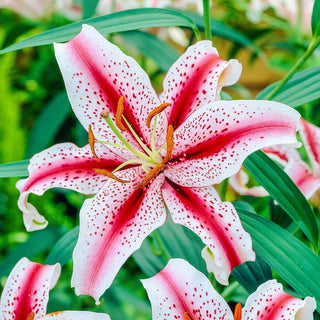 Dizzy Oriental Lily Seeds