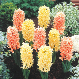 Gipsy Hyacinth Mixture Seeds