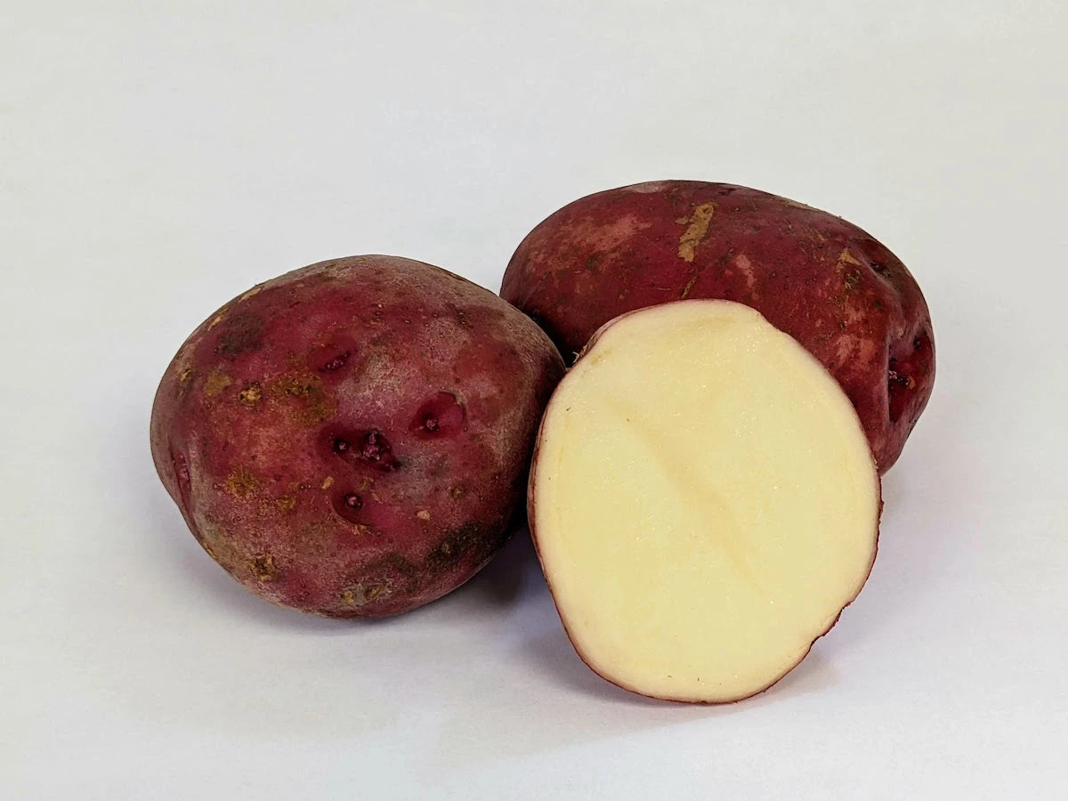 Dark Red Norland – Organic Potatoes Seed
