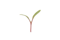 Chard, Ruby Red – Microgreen Seed