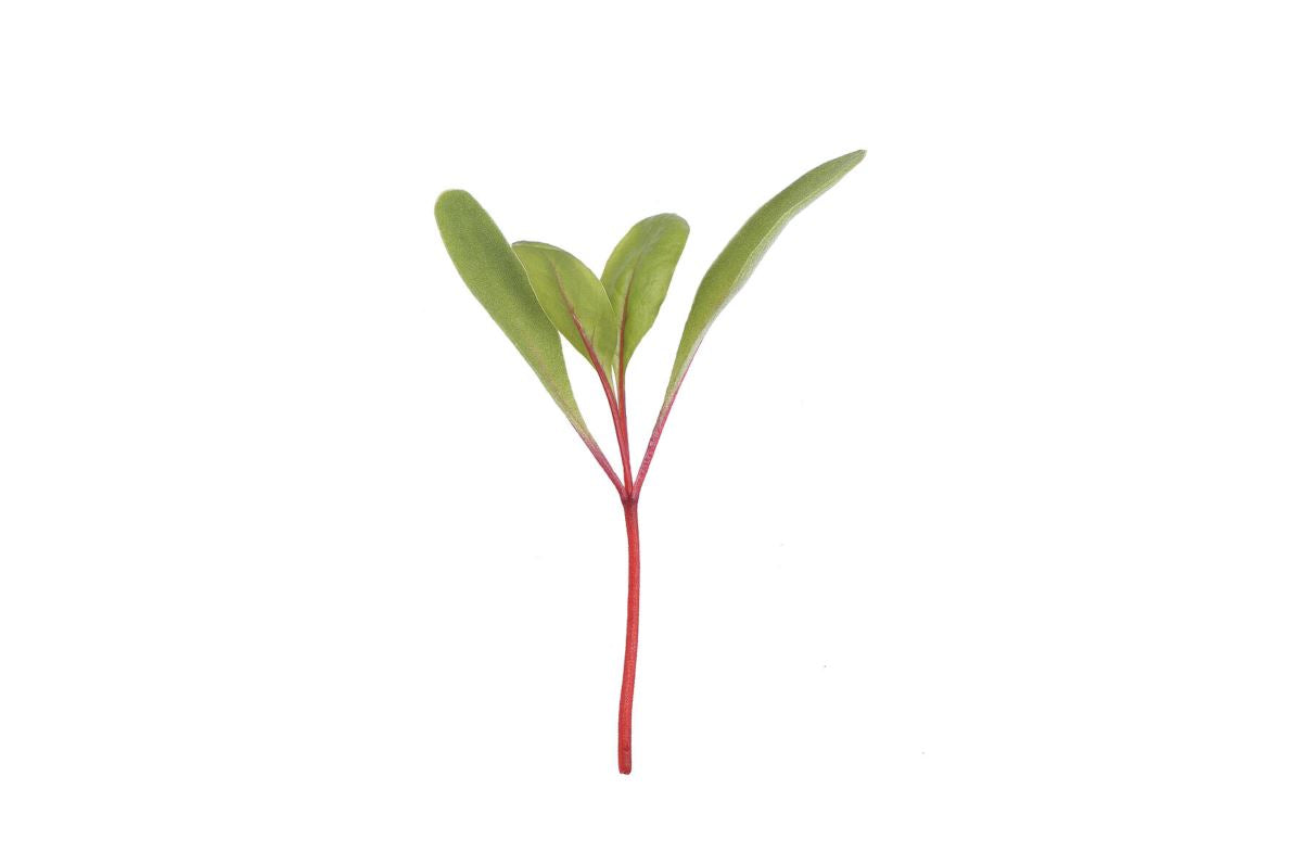 Chard, Ruby Red – Organic Microgreen Seed