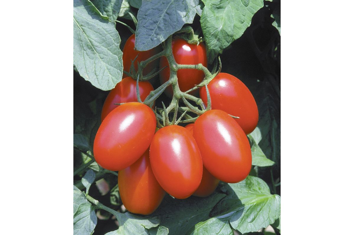 Juliet – Tomato Seed