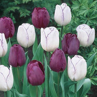Purple Majesty Tulip Duet Seeds
