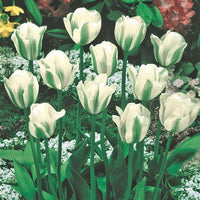 Spring Green Tulip Seeds