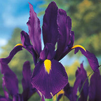Purple Tall Dutch Iris Seeds