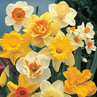 Landscape Daffodil Mixture Seeds