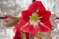 Silver Dream Amaryllis  Seeds