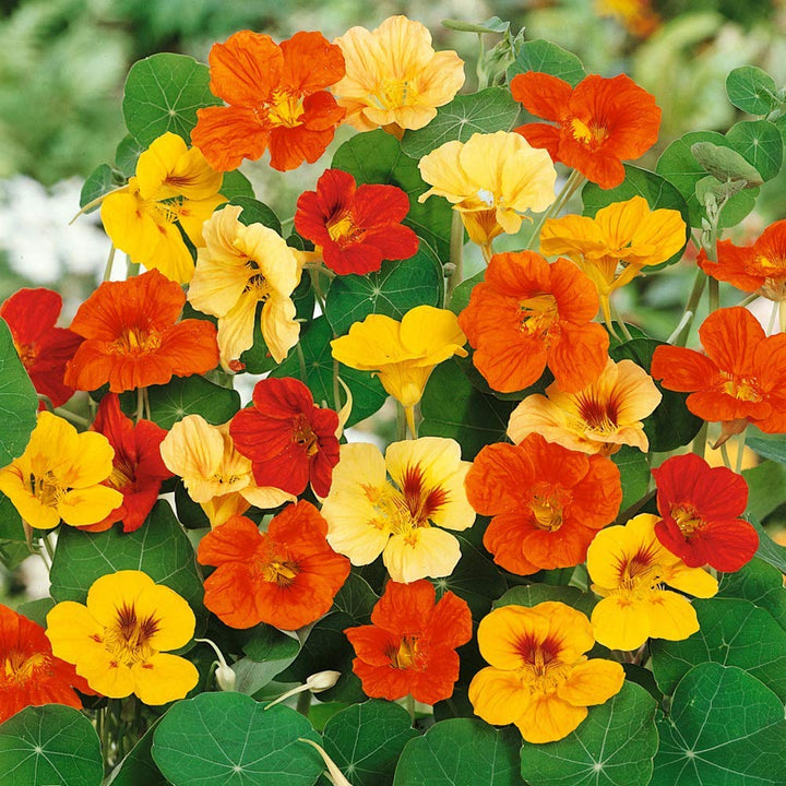 Heirloom Nasturtium Jewel Seeds – Non-GMO Flower Seeds for Planting