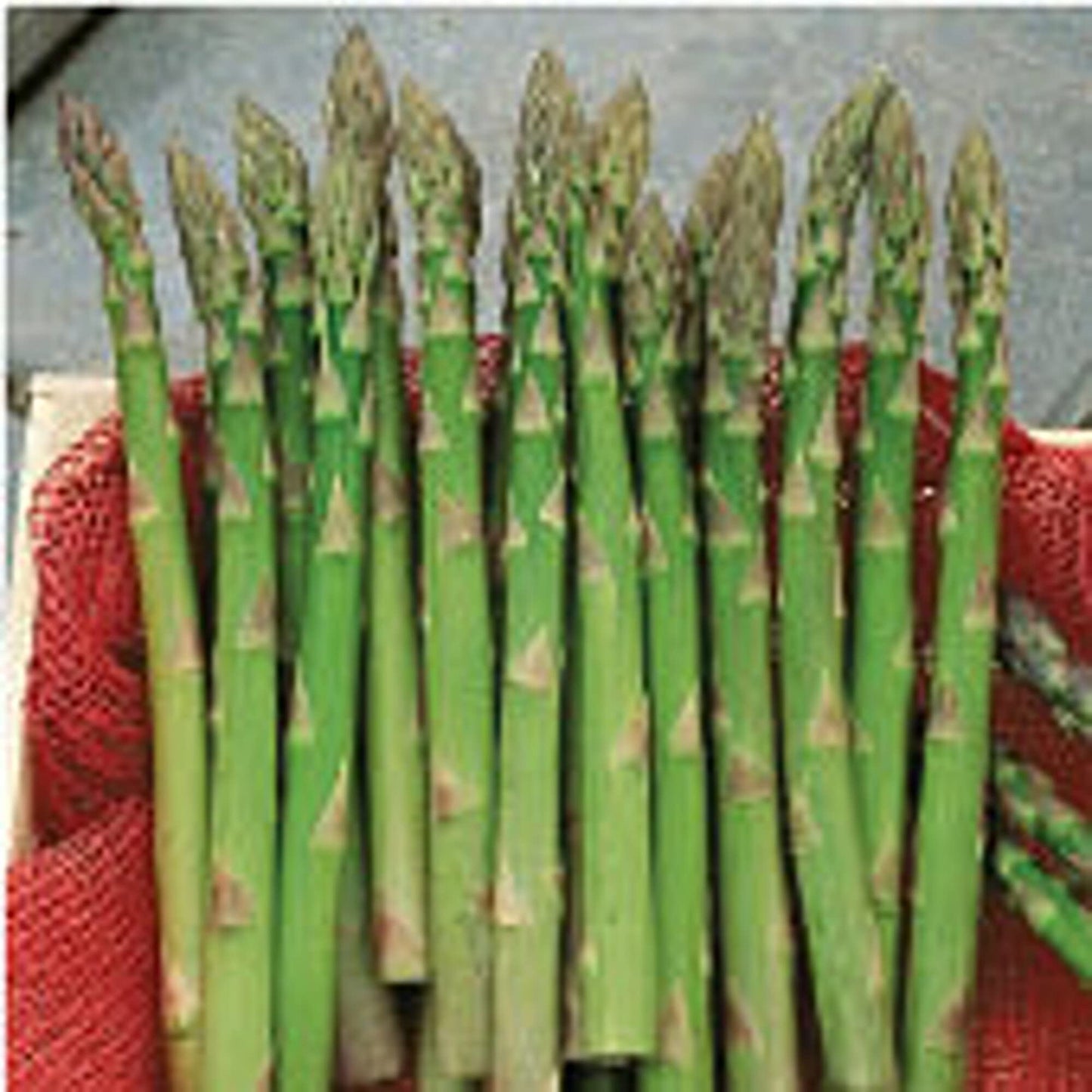 Jersey Supreme – Asparagus Seed