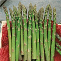 Jersey Supreme – Asparagus Seed
