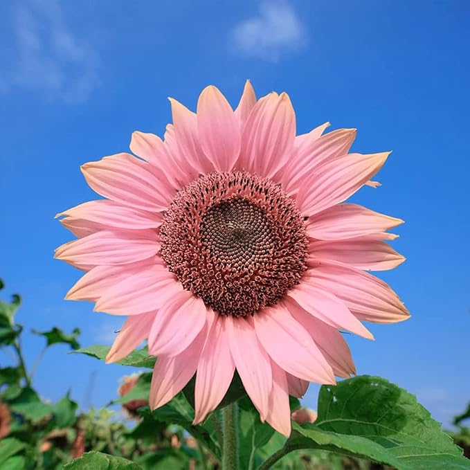 Organic Heirloom Non-GMO Baby Pink Sunflower Seeds for Planting – Unique Garden Blooms
