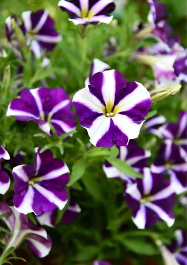 Petunia Success Blue pelleted seeds – rollier variety for rich floral display